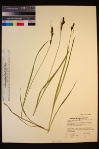 Carex heteroneura image